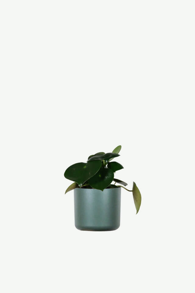 plants ecommerce product featured img 5 plants ecommerce product featured img 5